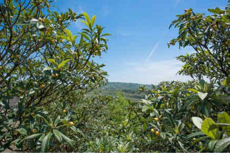 苏州东山山顶白玉枇杷树图片