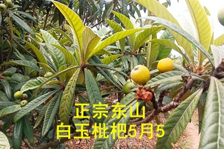 苏州东山白玉枇杷采摘果园图片