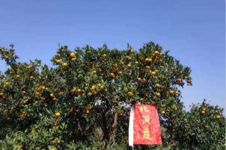 苏州东山橘子采摘地点图片