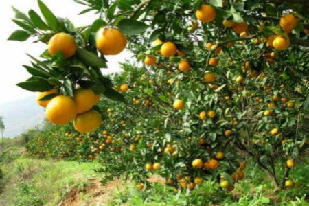 苏州东山橘子多少钱一斤图片