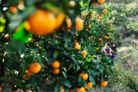 苏州东山橘子园采摘路线图片